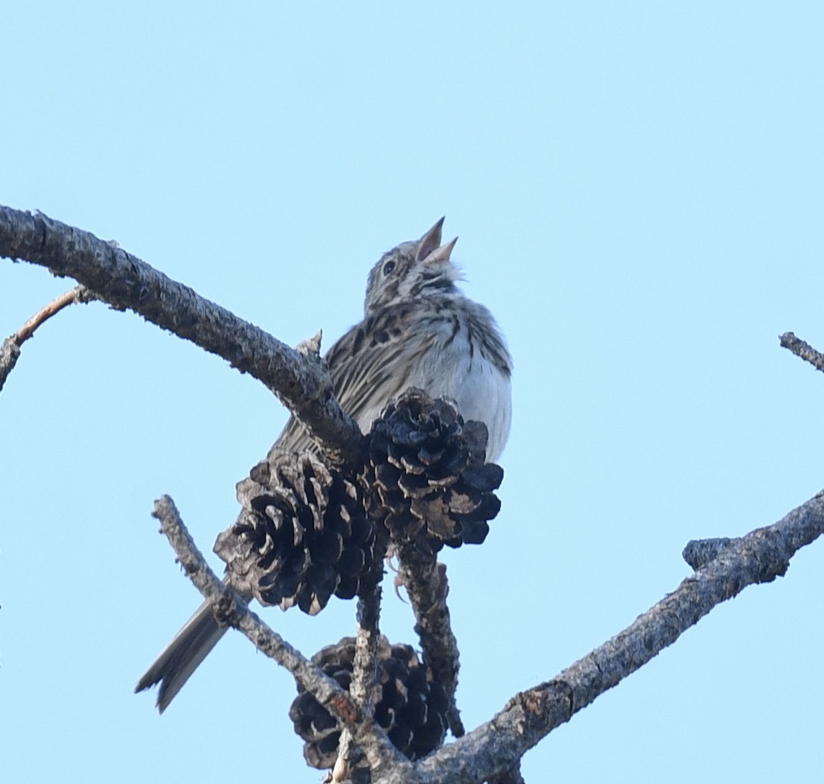 Vesper Sparrow - Sevilla Rhoads