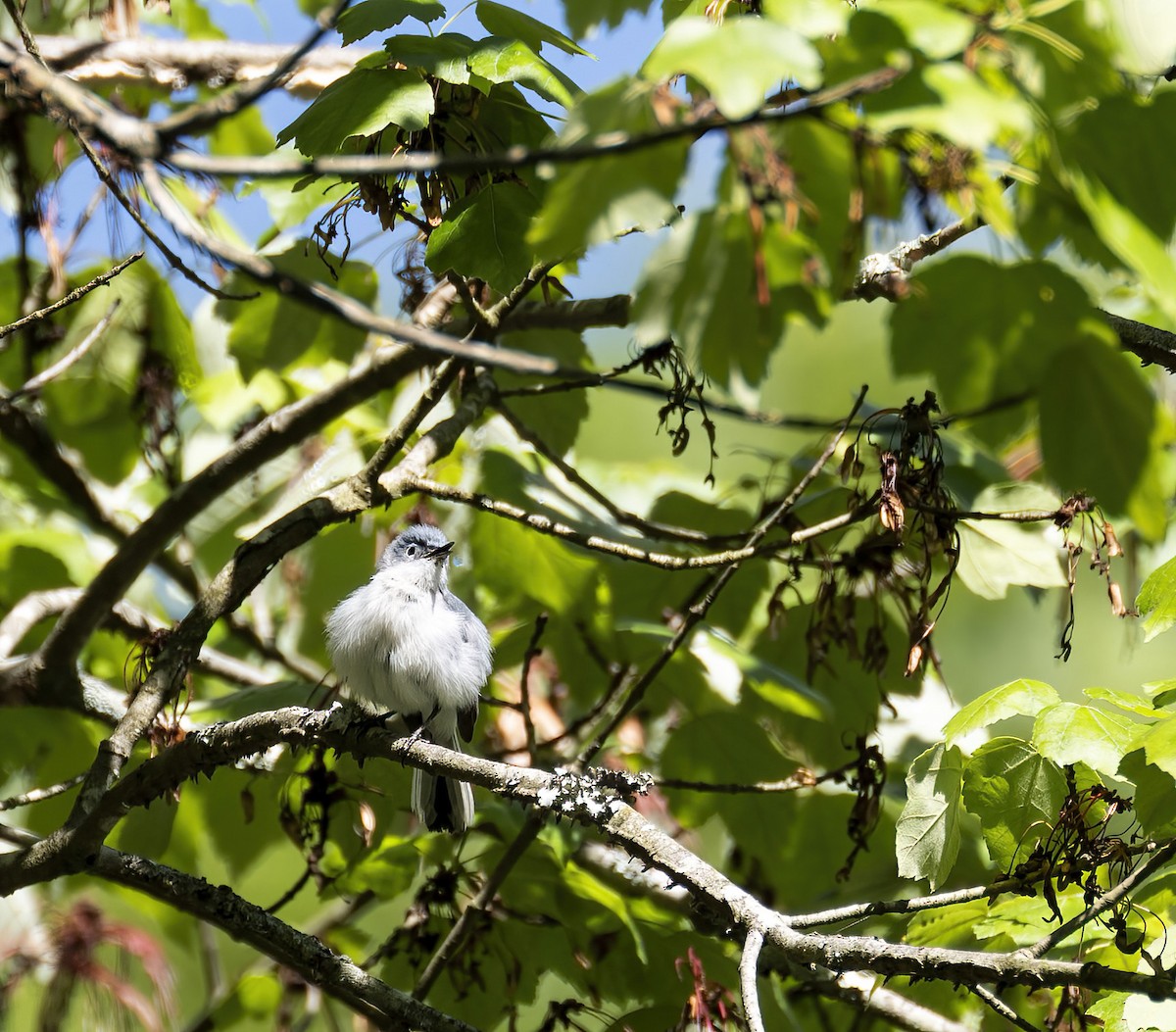 Blue-gray Gnatcatcher - Mary Prowell