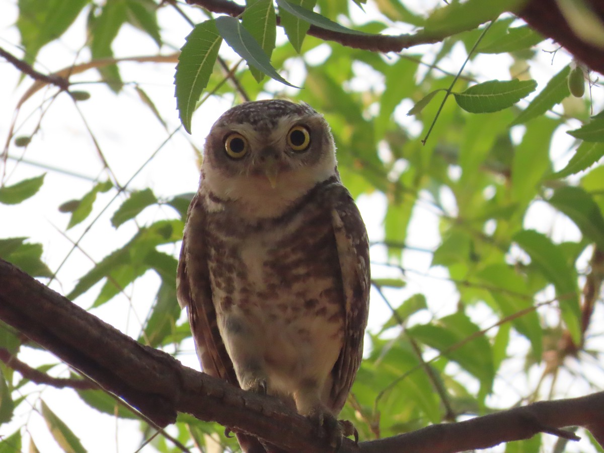 Spotted Owlet - ML618956235