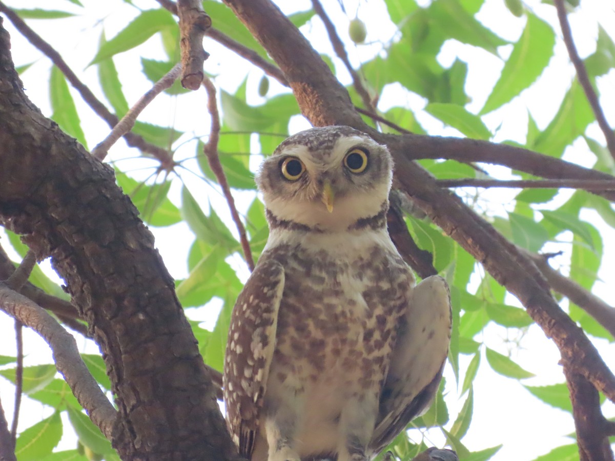 Spotted Owlet - ML618956236