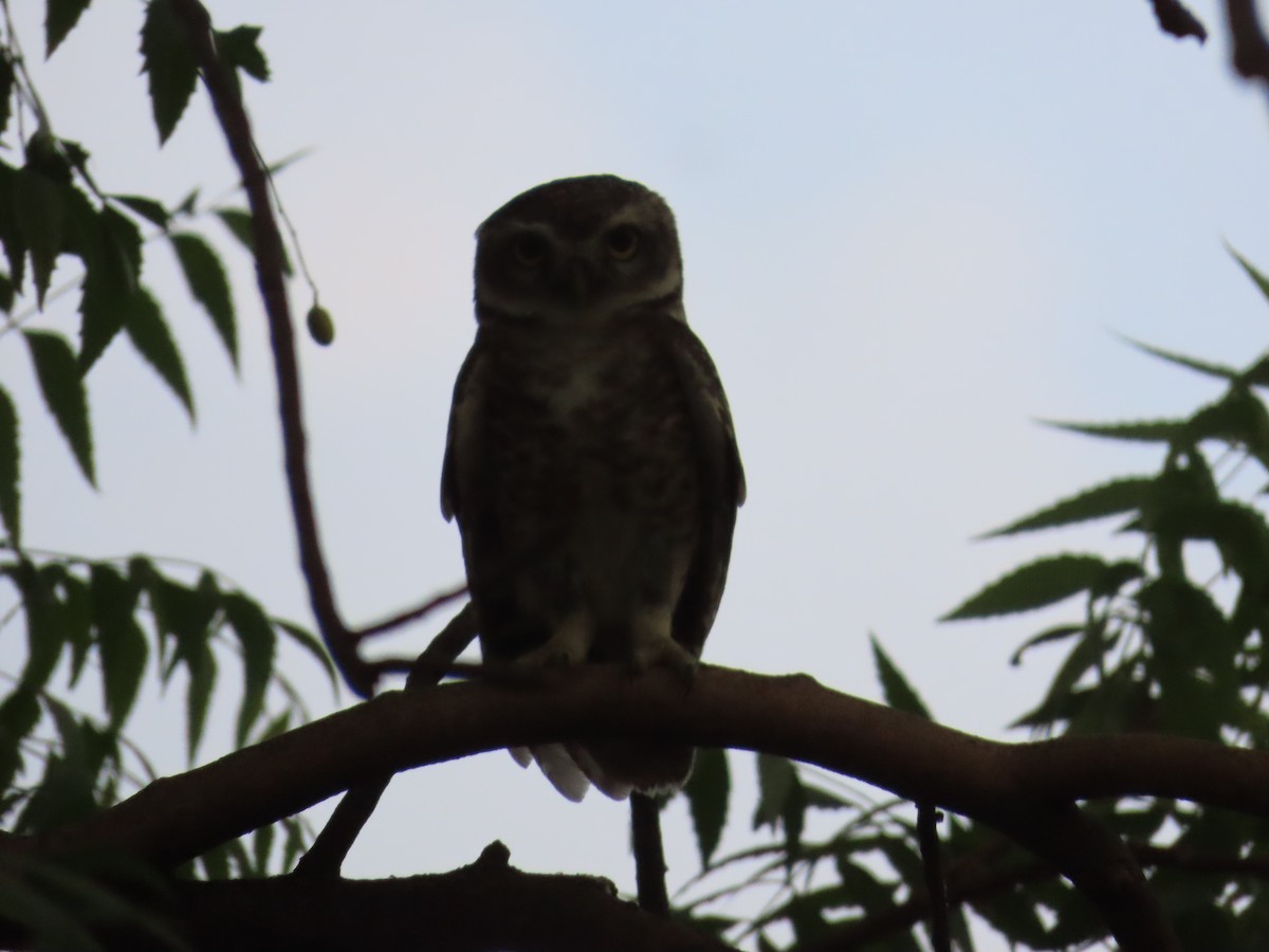 Spotted Owlet - ML618956241