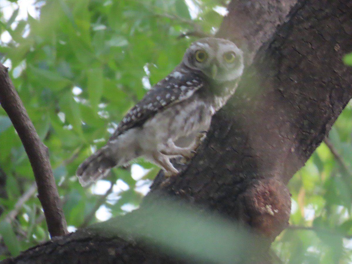 Spotted Owlet - ML618956242