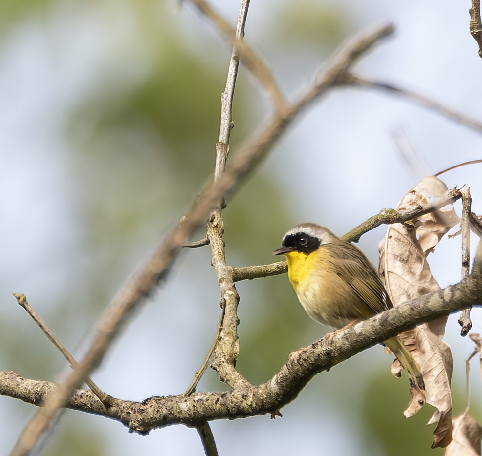 Common Yellowthroat - Mary Prowell