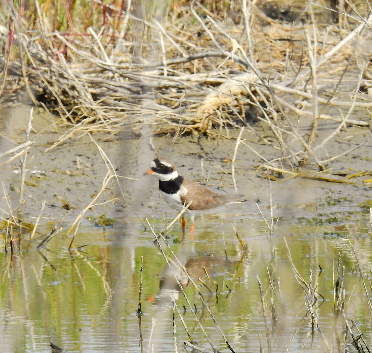 Common Ringed Plover - ML618956246