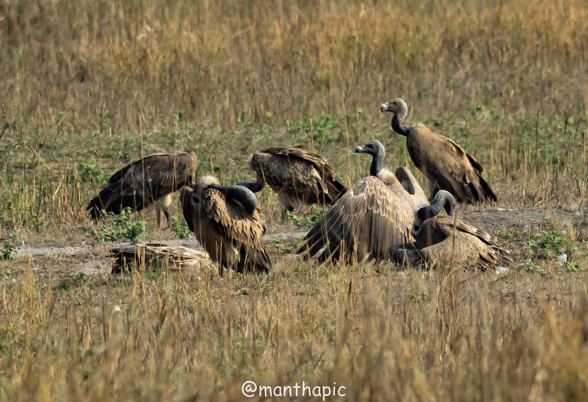 Indian Vulture - ML618956263