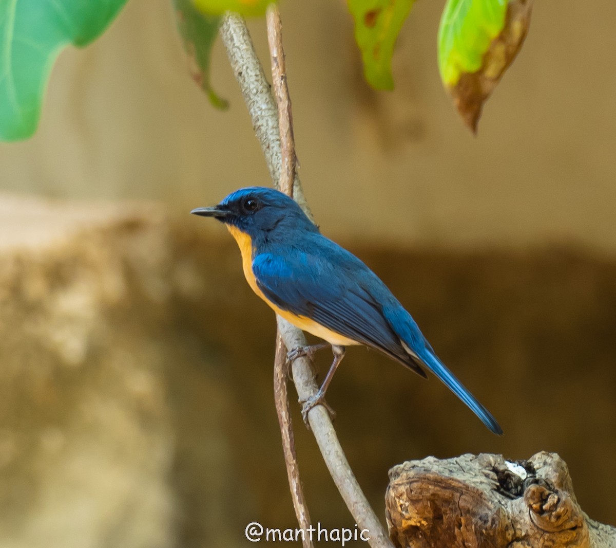Tickell's Blue Flycatcher - ravishankar m