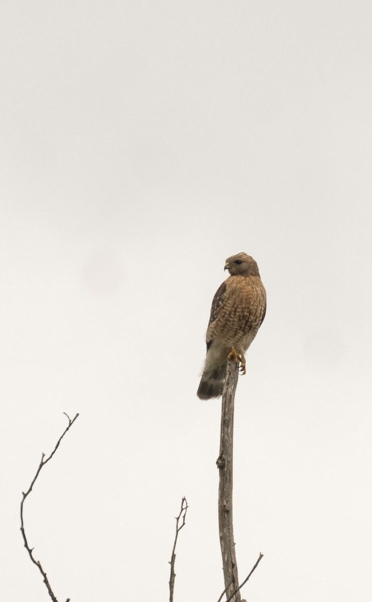 Red-shouldered Hawk - Mary Prowell