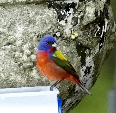 Painted Bunting - ML618956307