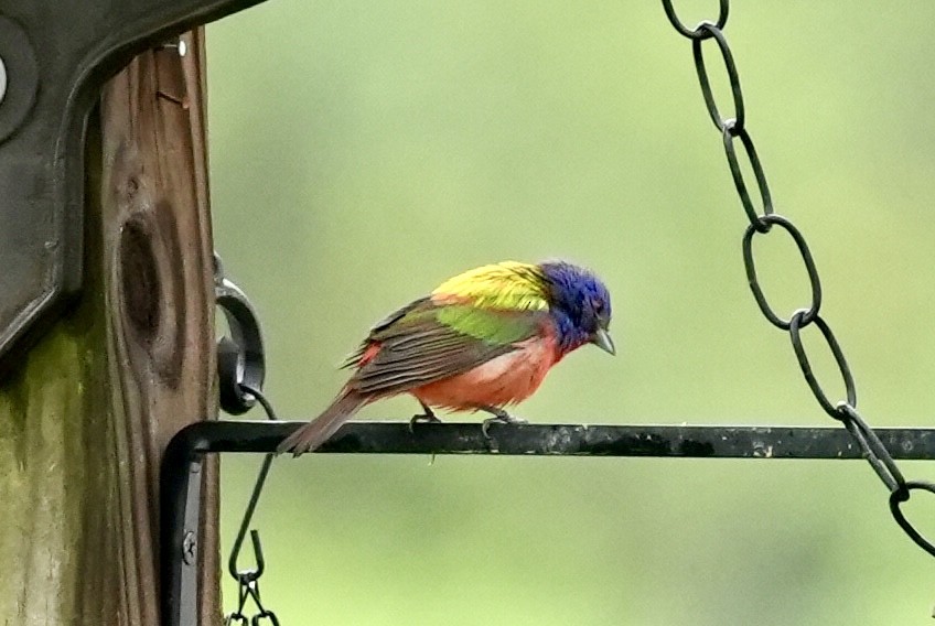 Painted Bunting - ML618956309