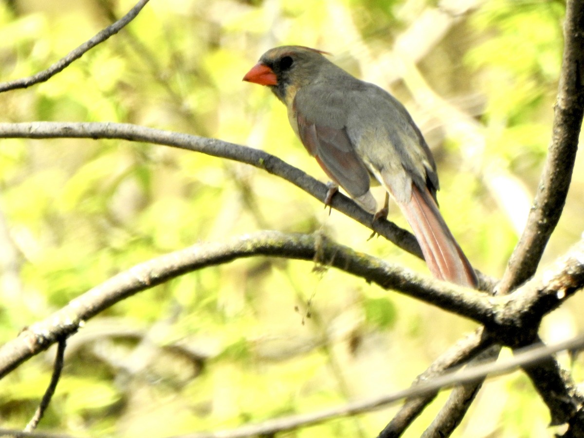 Northern Cardinal - Rejean Brouillard