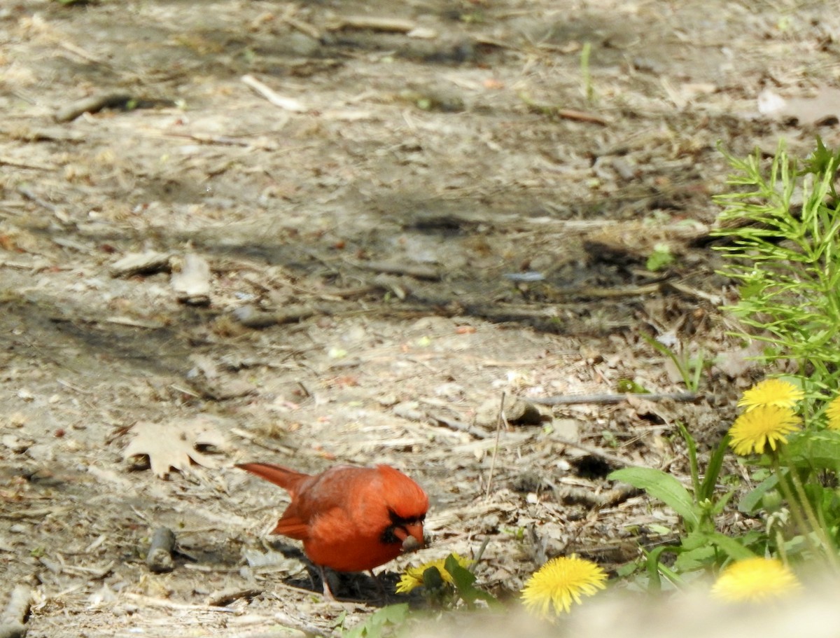 Northern Cardinal - Rejean Brouillard