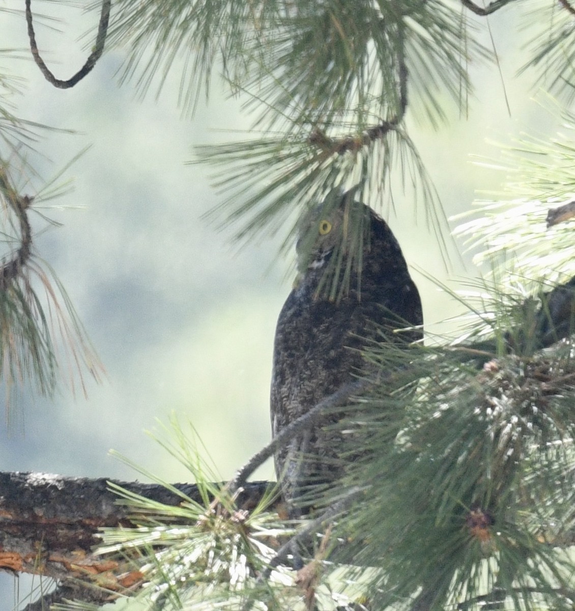 Great Horned Owl - ML618956343