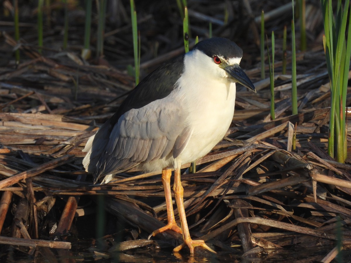 Black-crowned Night Heron - Sal Cosmedy