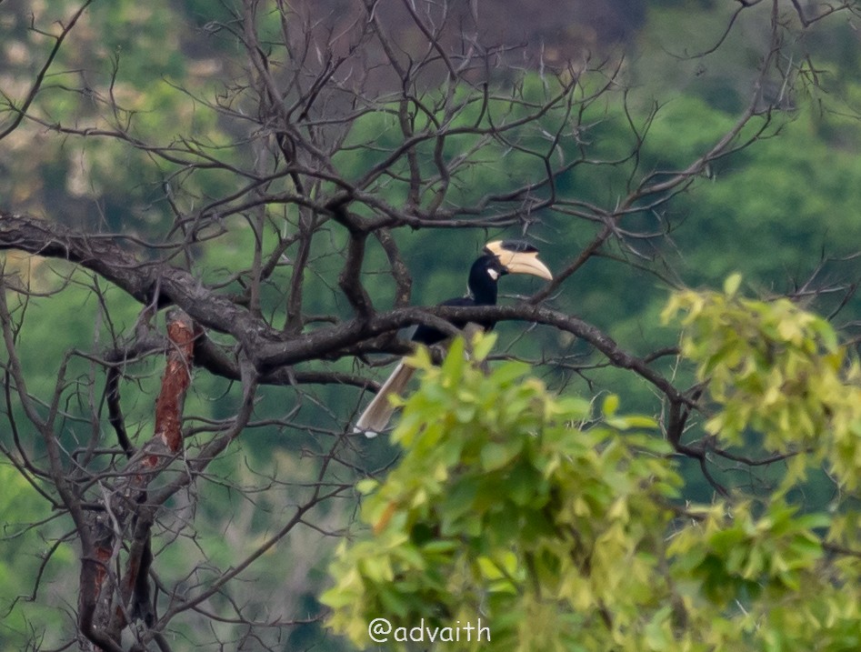 Malabar Pied-Hornbill - ravishankar m