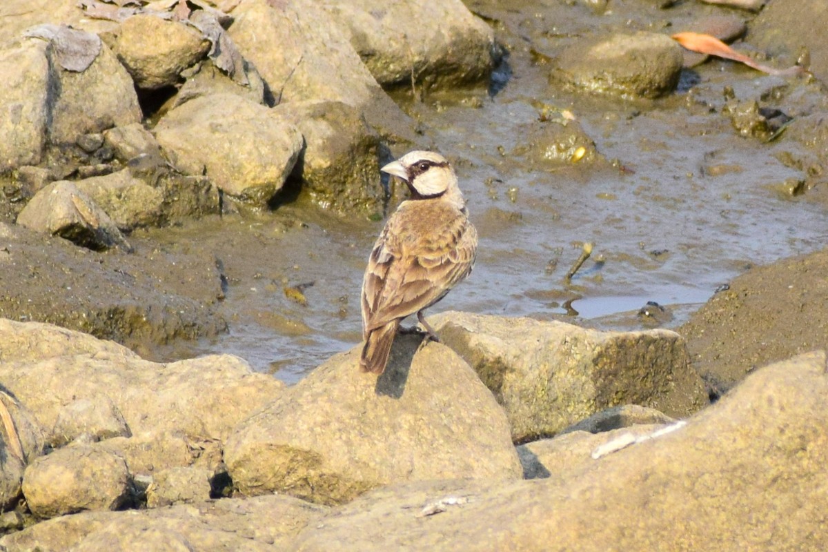 Ashy-crowned Sparrow-Lark - ML618956421