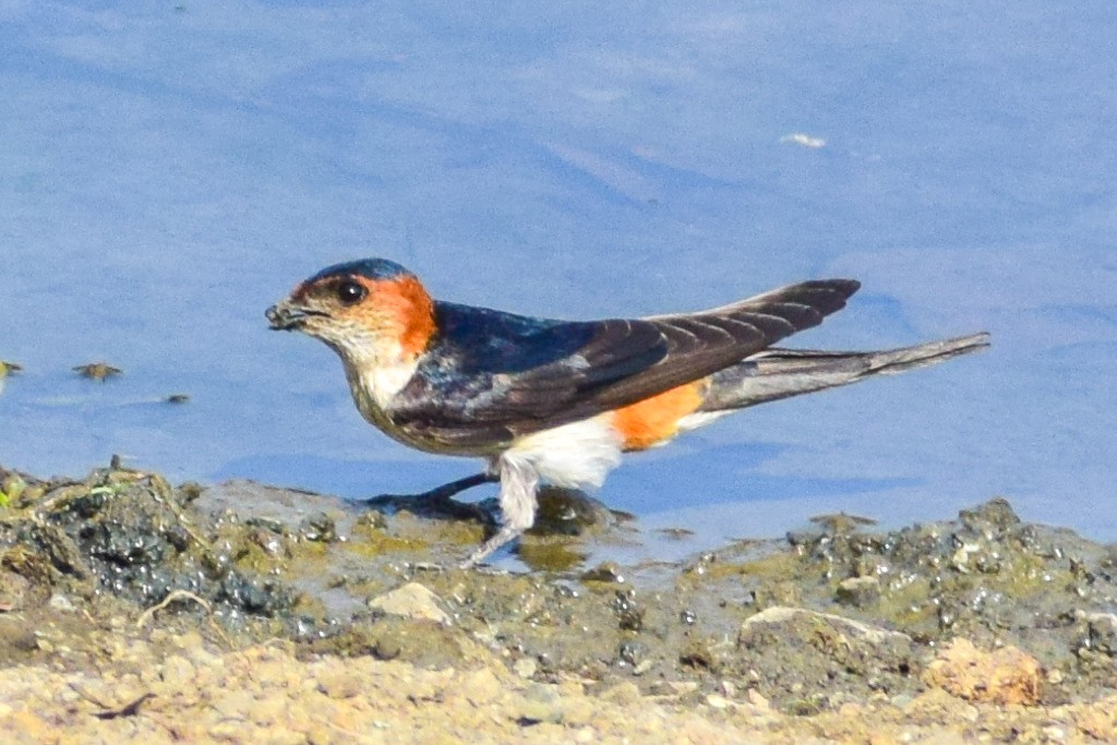 Streak-throated Swallow - ML618956455
