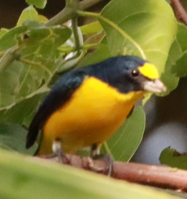 Yellow-throated Euphonia - Víctor Blanco Méndez