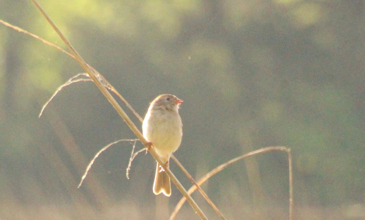 Field Sparrow - ML618956524