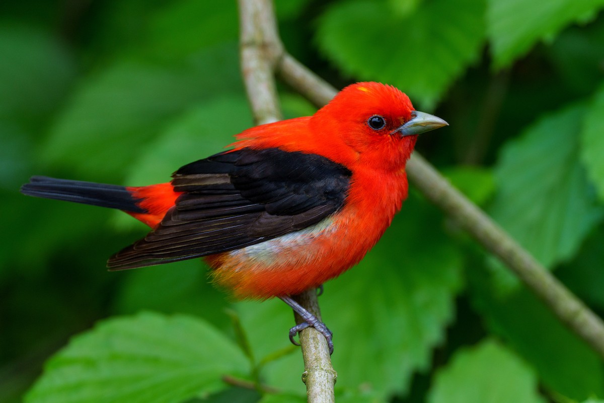 Scarlet Tanager - ML618956527