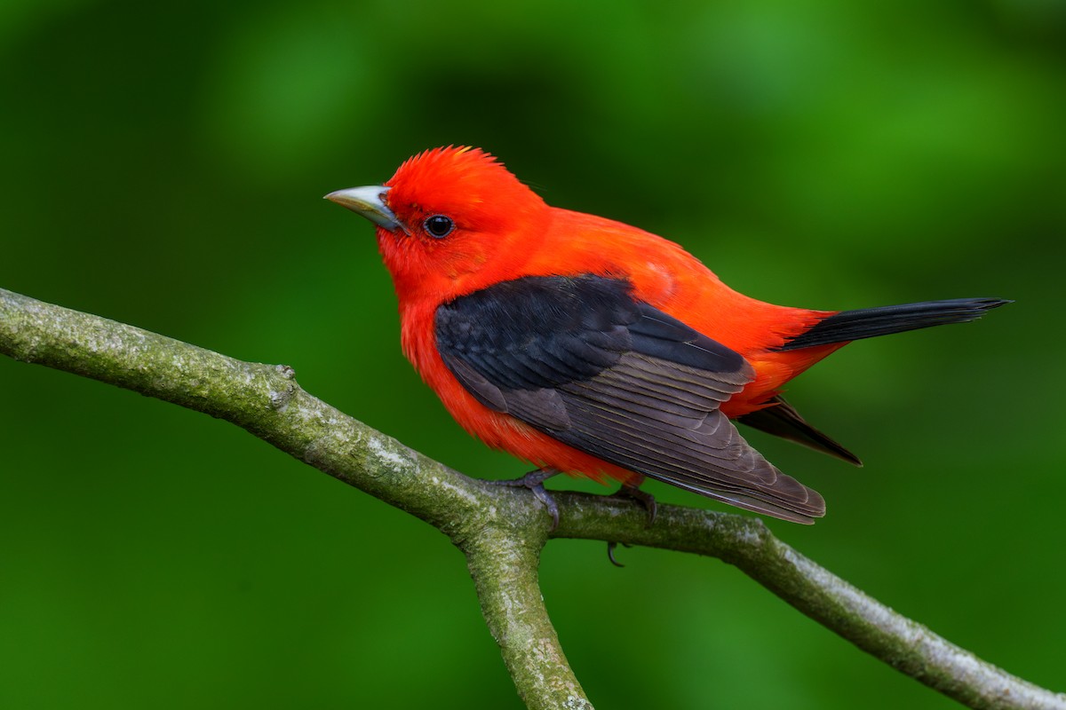 Scarlet Tanager - ML618956529