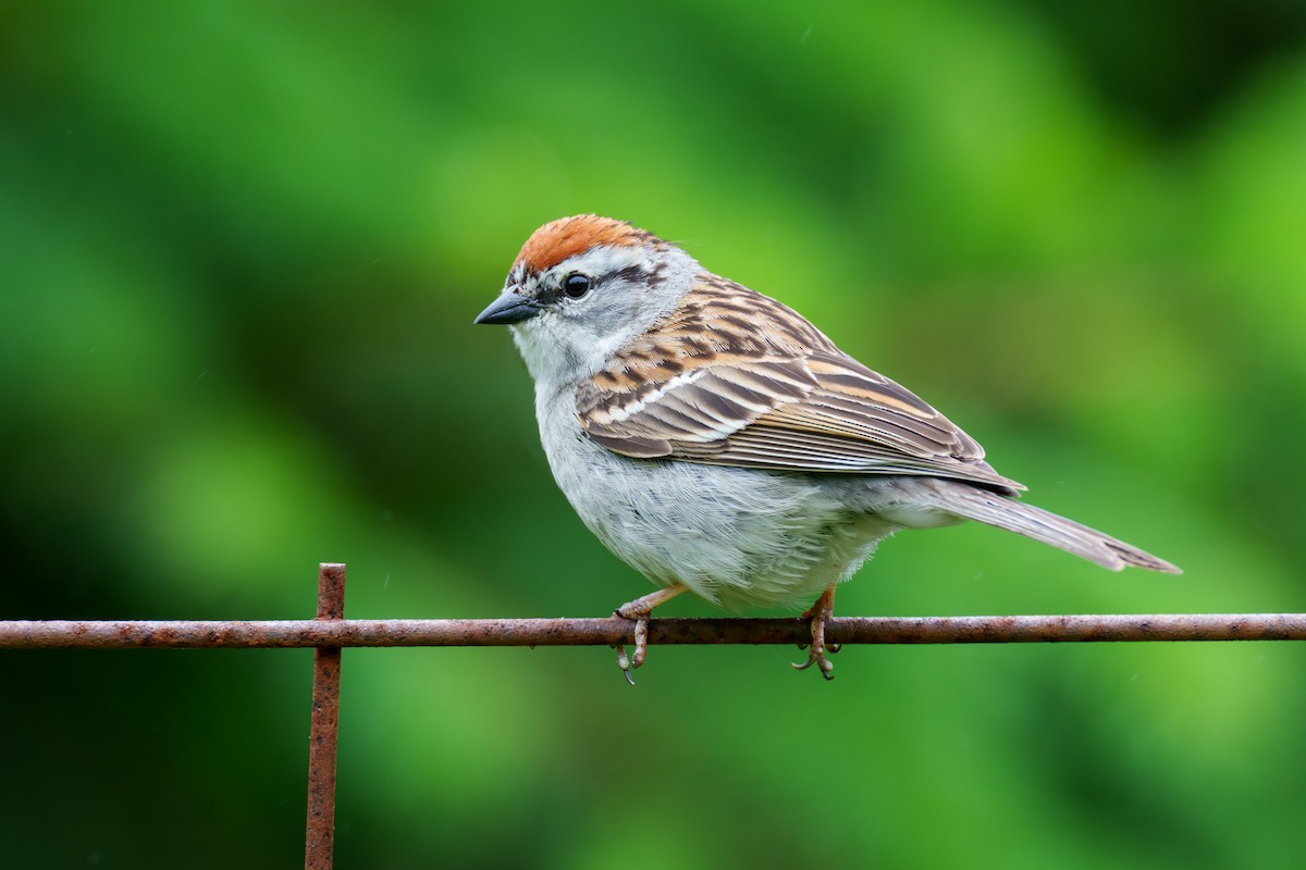 Chipping Sparrow - Jeff Hapeman