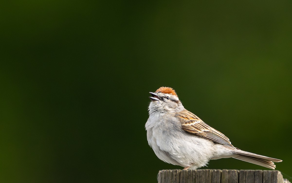 Chipping Sparrow - Atlee Hargis