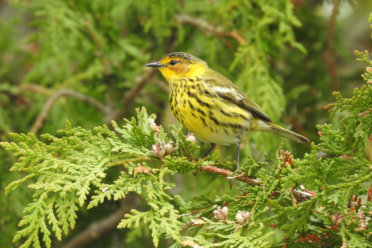 Cape May Warbler - Michelle Houghton