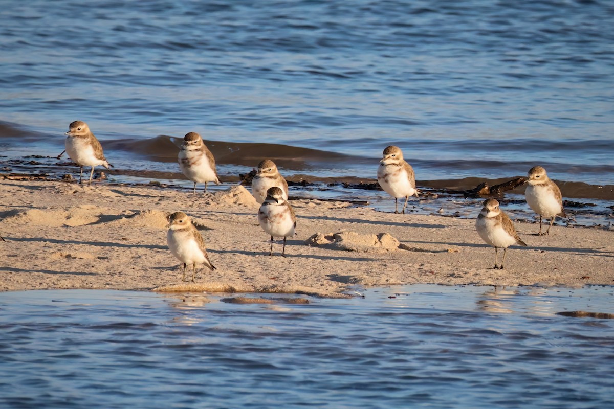 Double-banded Plover - ML618956624