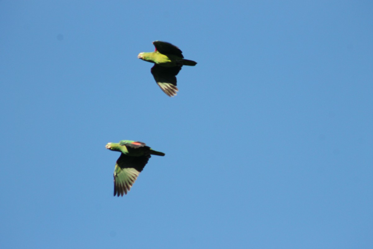 Yellow-crowned Parrot - ML618956645