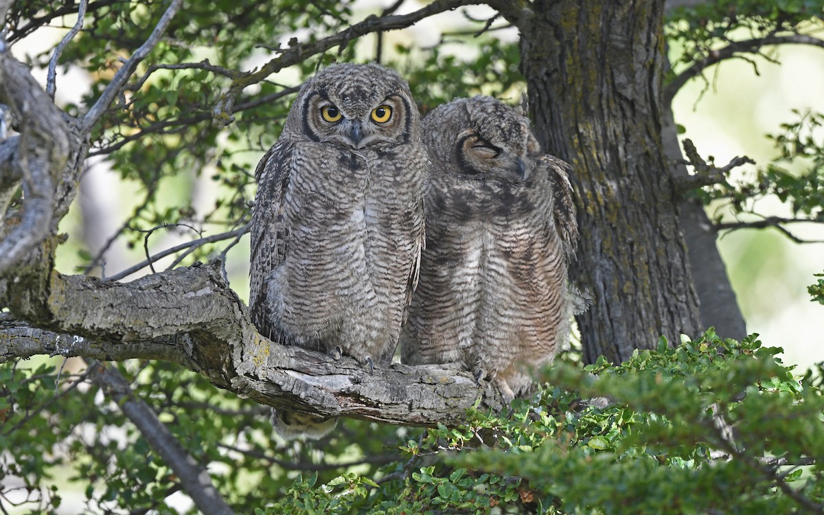 Lesser Horned Owl - ML618956705