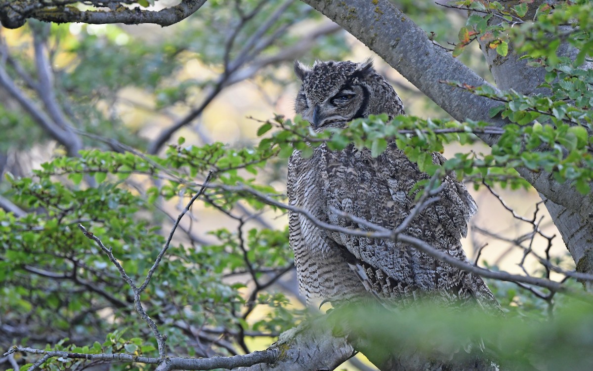 Lesser Horned Owl - ML618956706