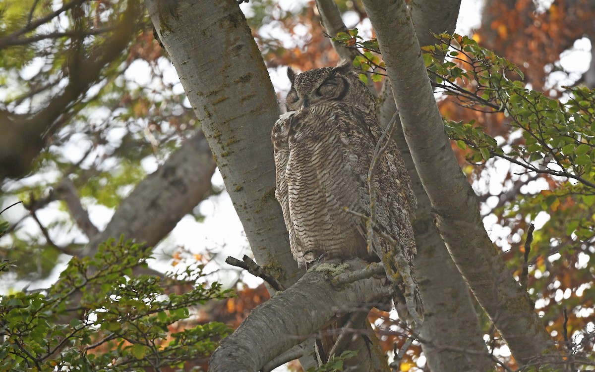 Lesser Horned Owl - ML618956707