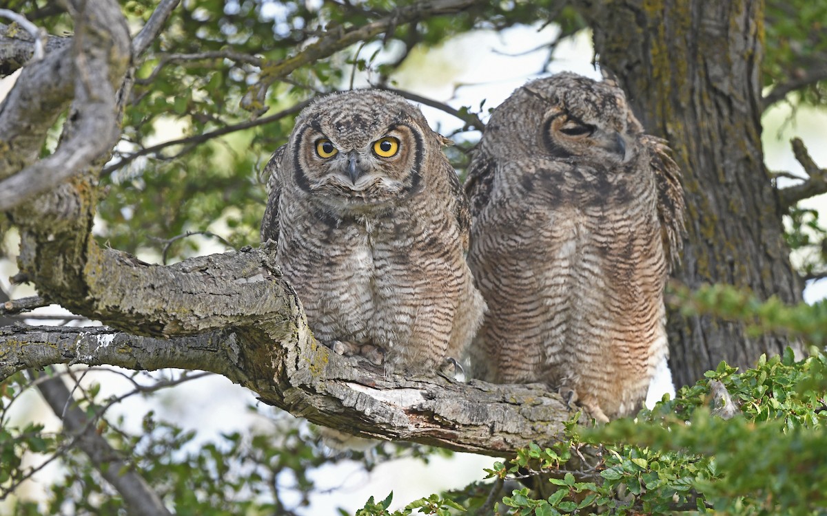 Lesser Horned Owl - ML618956708
