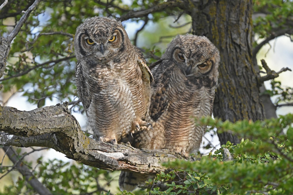 Lesser Horned Owl - Christoph Moning