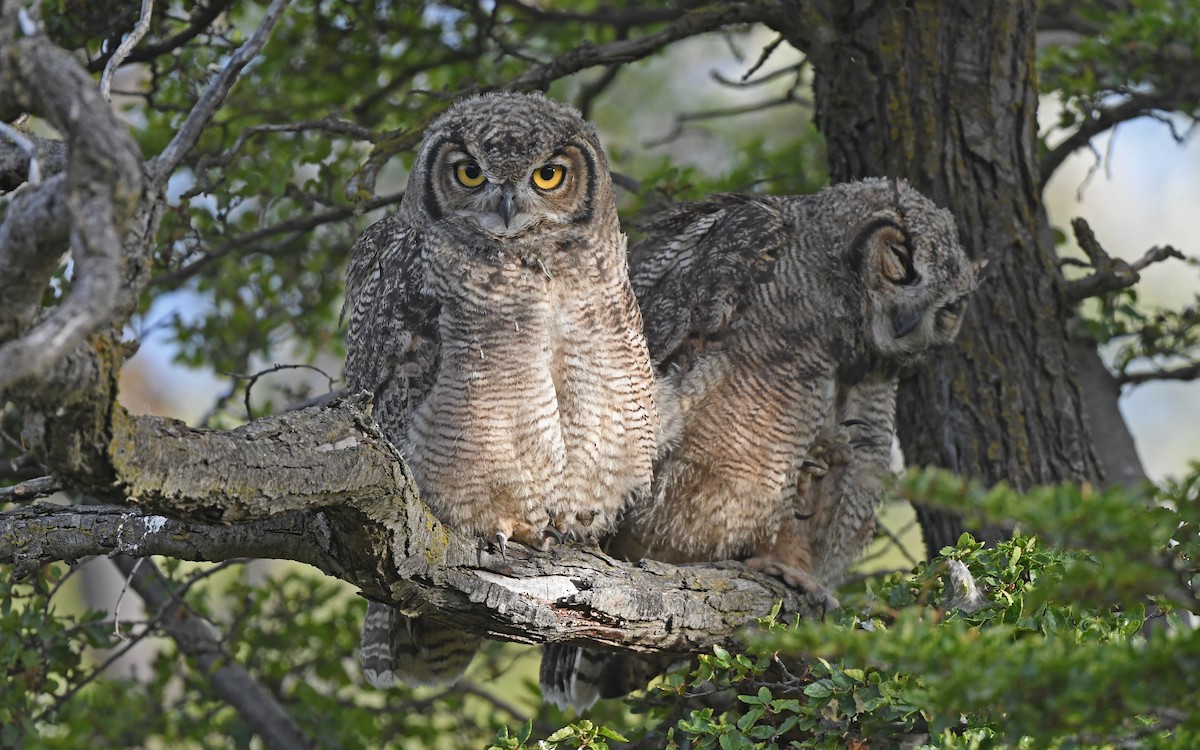 Lesser Horned Owl - ML618956710