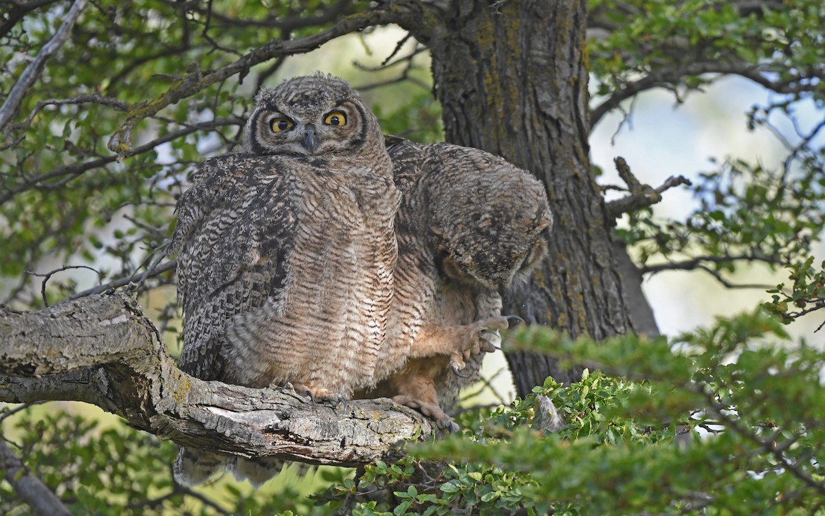 Lesser Horned Owl - ML618956711
