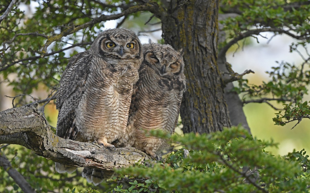Lesser Horned Owl - ML618956712