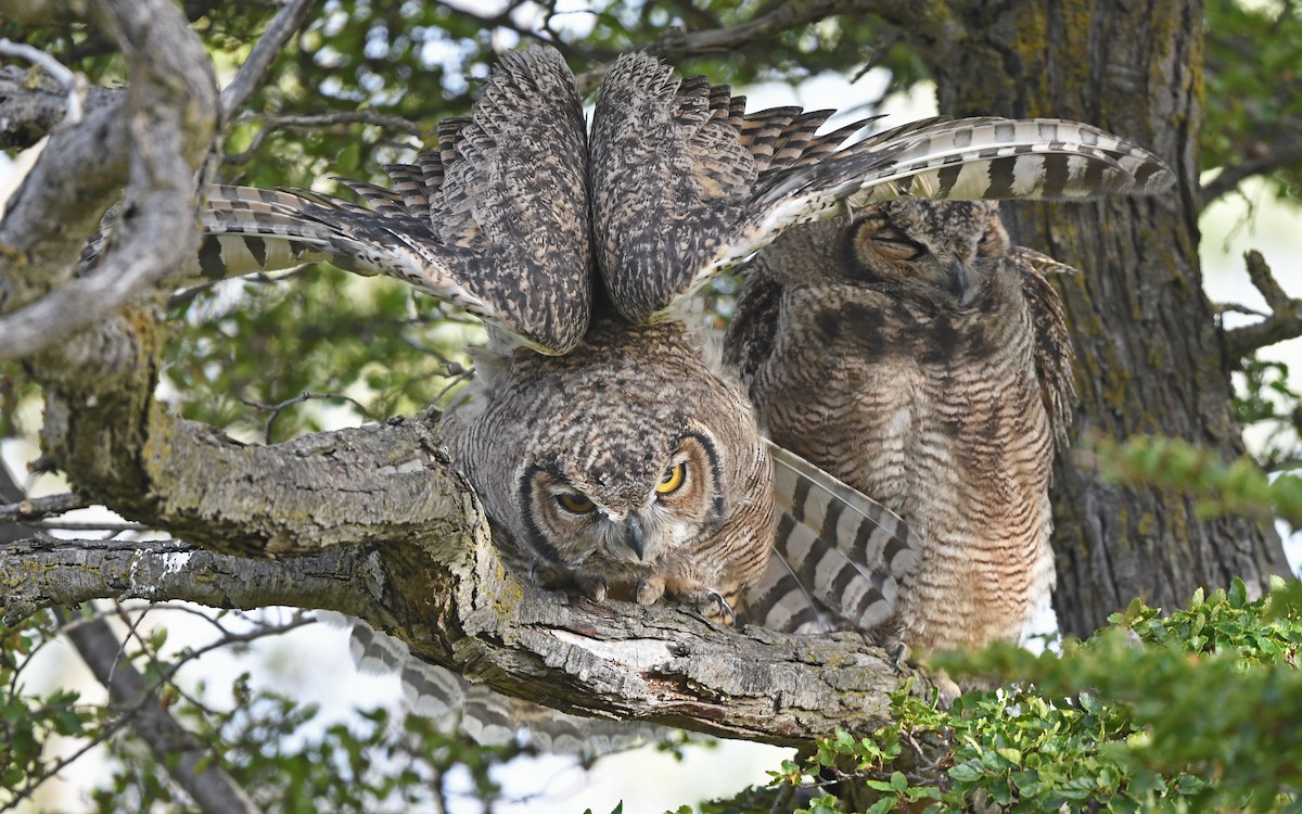 Lesser Horned Owl - Christoph Moning