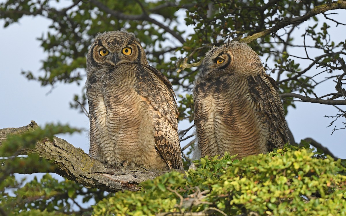 Lesser Horned Owl - ML618956714