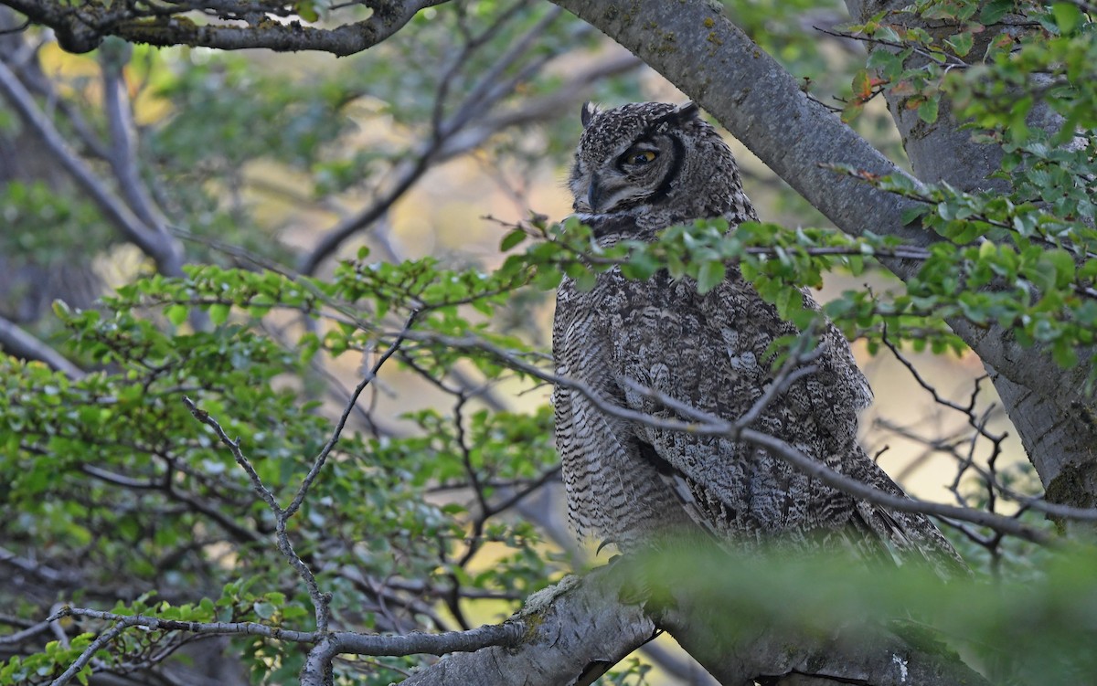 Lesser Horned Owl - ML618956715