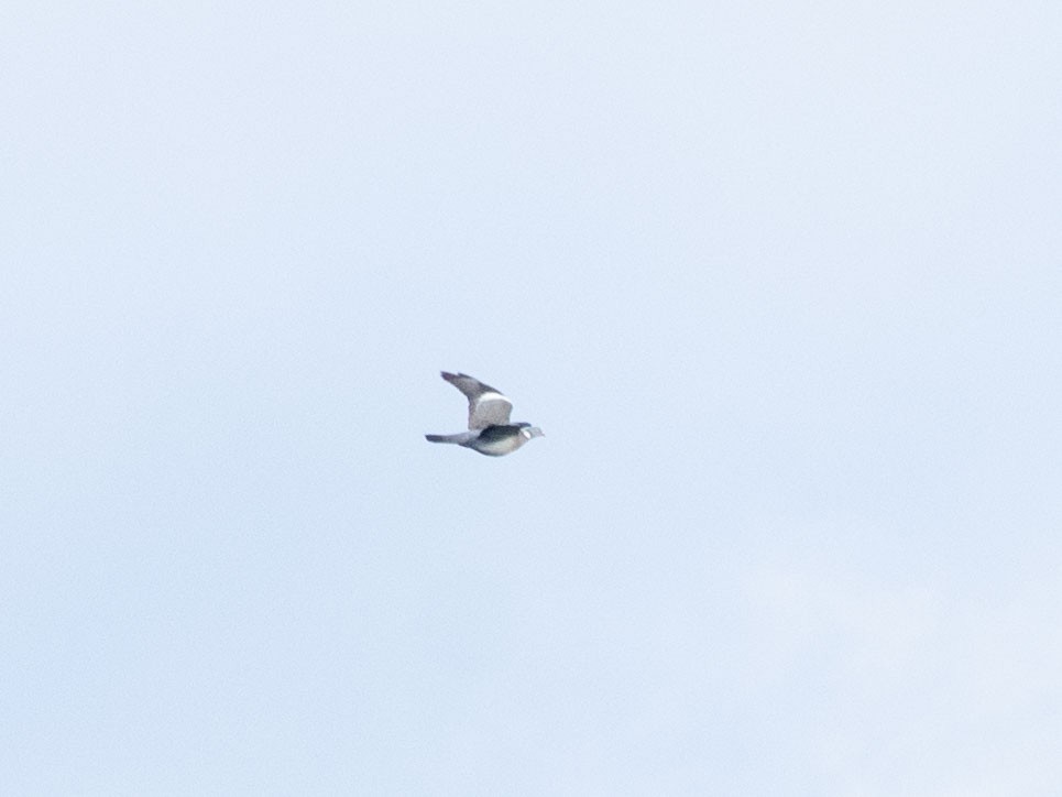 Common Wood-Pigeon (White-necked) - ML618956744