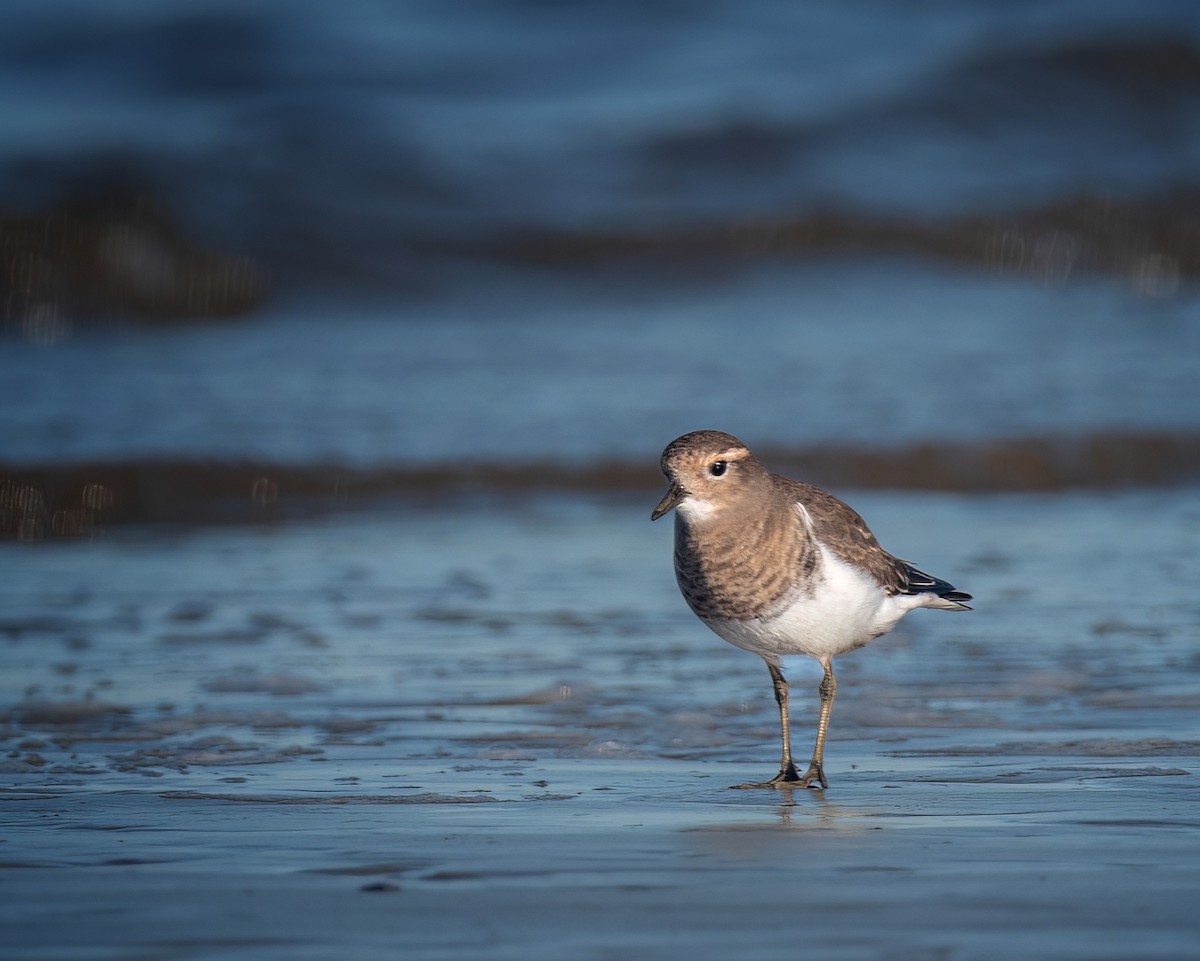 Rufous-chested Dotterel - ML618956748