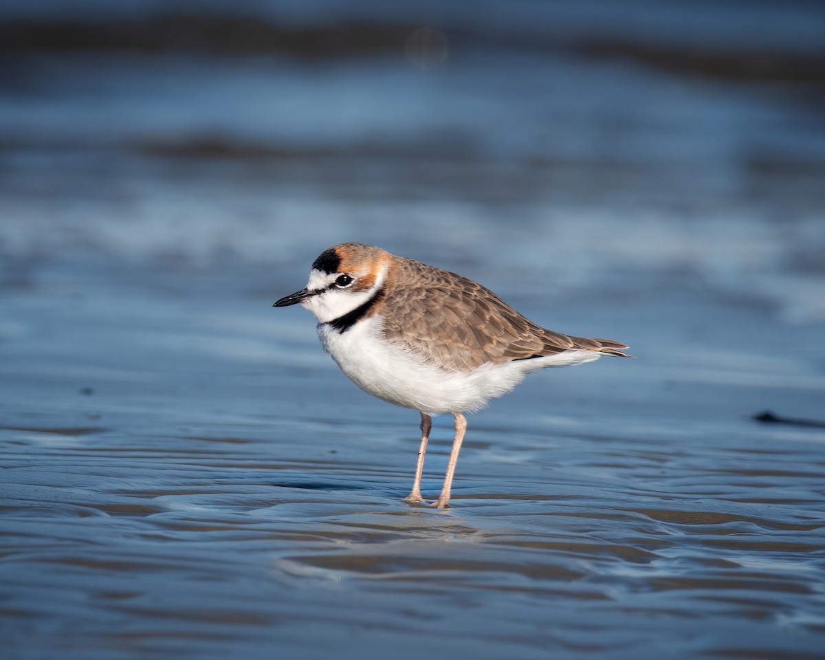 Collared Plover - ML618956753