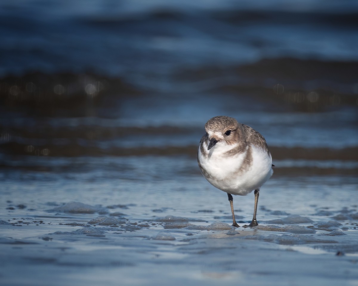 Two-banded Plover - ML618956760