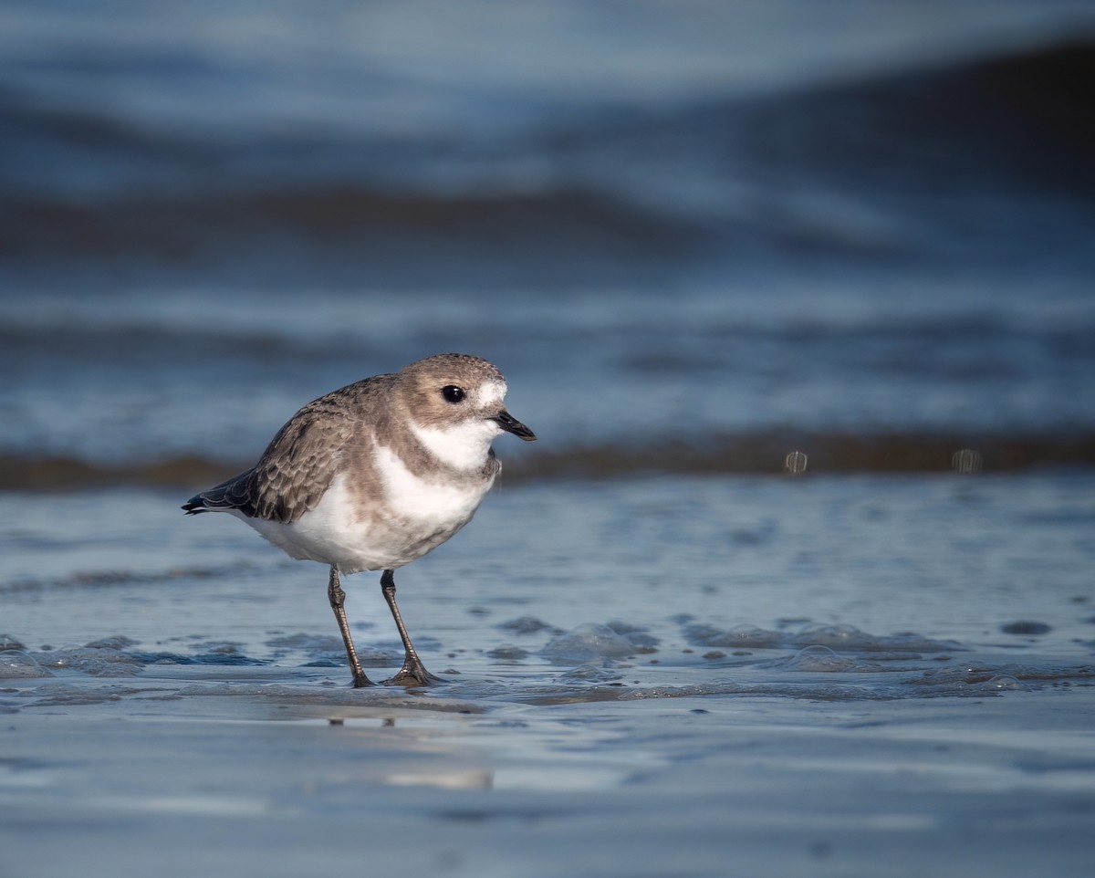 Two-banded Plover - ML618956761