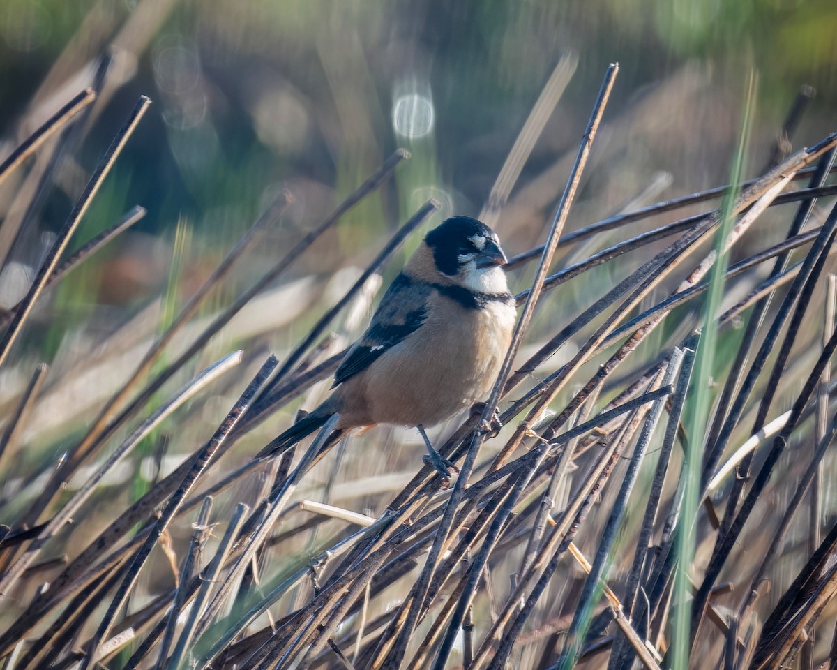 Rusty-collared Seedeater - ML618956794