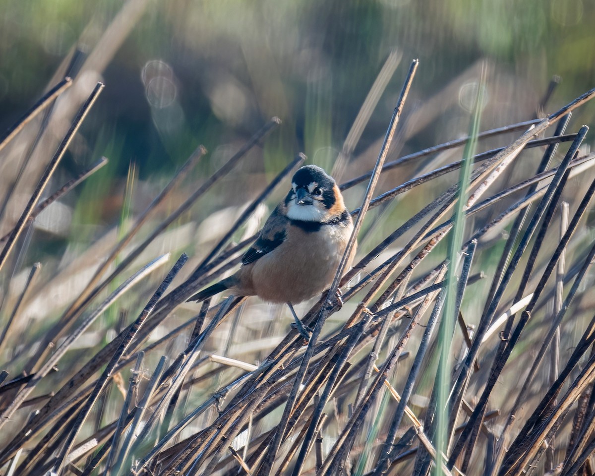 Rusty-collared Seedeater - ML618956795