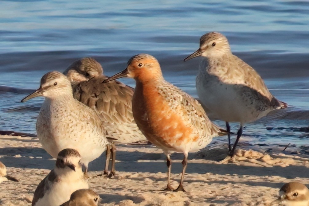 Red Knot - ML618956810