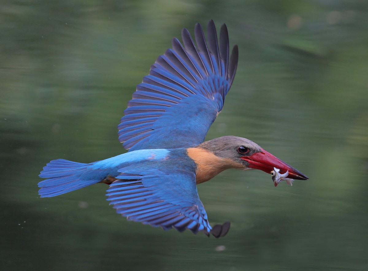 Stork-billed Kingfisher - sheau torng lim