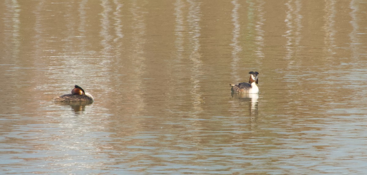 Great Crested Grebe - ML618956869